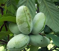 Pawpaw trees fruiting trees 18 to 18 inches tall .