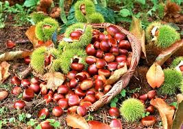 Chinese Chestnut trees wildlife trees .