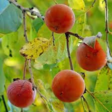 Wildlife tree. Two pack Persimmon trees 4ft tall