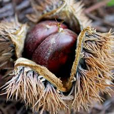 Chinese Chestnut trees wildlife trees .