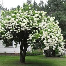 White Japanese Snowball bushes Viburnum plicatum