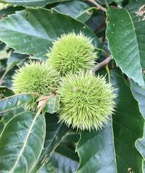 Chinese Chestnut trees wildlife trees .