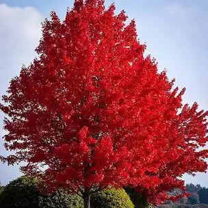 Beautiful Red Maple trees 18 to 24 inches tall fast growing.