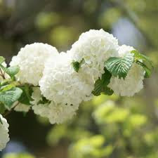 White Japanese Snowball bushes Viburnum plicatum