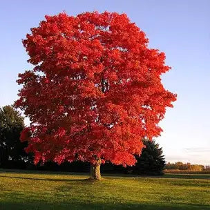 Beautiful Red Maple trees 18 to 24 inches tall fast growing.