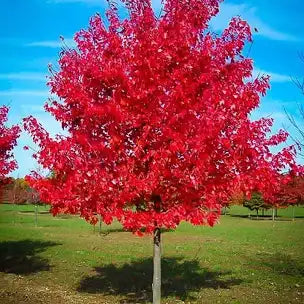 Beautiful Red Maple trees 18 to 24 inches tall fast growing.