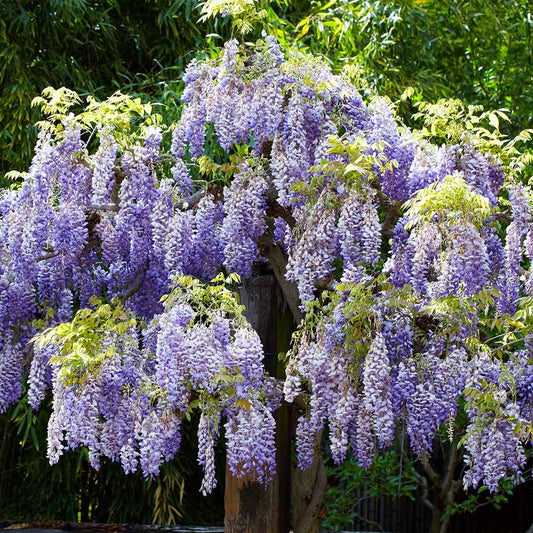 Beautiful Blue Wisteria Flowering Tree Live trees