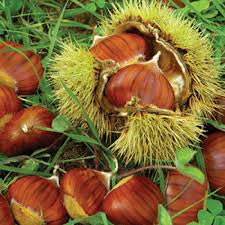 Chinese Chestnut trees wildlife trees .