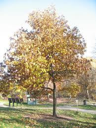 Chinese Chestnut trees wildlife trees .