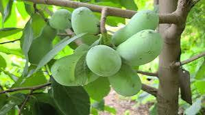 Pawpaw trees fruiting trees 18 to 18 inches tall .