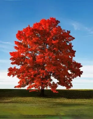 Beautiful Red Maple trees 18 to 24 inches tall fast growing.