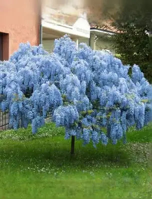 Beautiful Blue Wisteria Flowering Tree Live trees