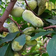 Pawpaw trees fruiting trees 18 to 18 inches tall .