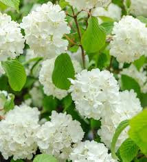 White Japanese Snowball bushes Viburnum plicatum