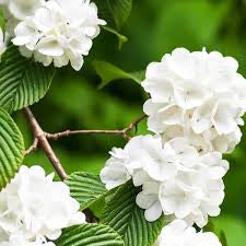 White Japanese Snowball bushes Viburnum plicatum