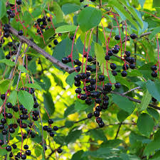 Black Cherry trees for-sale Birds love them.