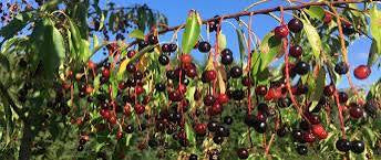 Black Cherry trees for-sale Birds love them.