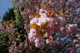 Black Cherry trees for-sale Birds love them.