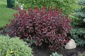 2 Sistina Plum 12 to 18  inch Purple leaf sand cherry live trees