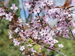 2 Sistina Plum 12 to 18  inch Purple leaf sand cherry live trees