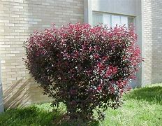 2 Sistina Plum 12 to 18  inch Purple leaf sand cherry live trees