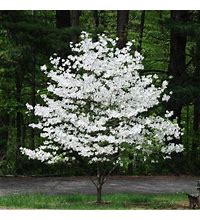 2 White Dogwood trees 3 to 4 ft tall Live Trees