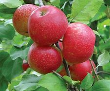 popular Honey Crisp Apple tree 2ft tall