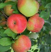 popular Honey Crisp Apple tree 2ft tall