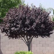 2 Sistina Plum 12 to 18  inch Purple leaf sand cherry live trees