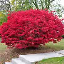 2 live RED Burning bushes.