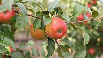 popular Honey Crisp Apple tree 2ft tall