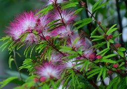 2 Georgius PINK  Mimosa tree Saplings 1Ft tall