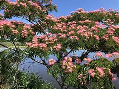 Georgius PINK  Mimosa tree Saplings 1Ft tall