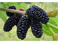 1 fruiting Red Mulberry tree 18 to 24 inches tall.. mulberry saplings (Copy)