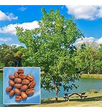 Hardy Pecan Trees Live trees 18 to 24 inches tall