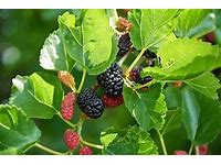 1 fruiting Red Mulberry tree 18 to 24 inches tall.. mulberry saplings (Copy)