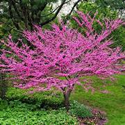 2 Red Bud Trees 18 to 24 inches tall ,