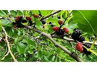 1 fruiting Red Mulberry tree 18 to 24 inches tall.. mulberry saplings (Copy)