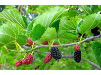 1 fruiting Red Mulberry tree 18 to 24 inches tall.. mulberry saplings (Copy)