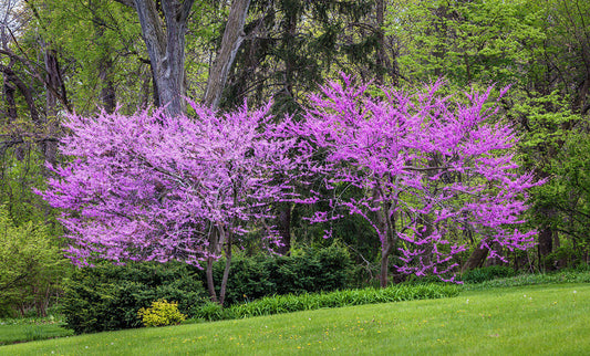 2 Red Bud Trees 18 to 24 inches tall ,