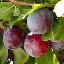 2 Santa Rosa Plum Tree2 to 3ft LIVE TREES