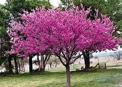 2 Red Bud Trees 18 to 24 inches tall ,