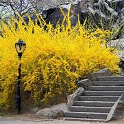 Beautiful yellow Forsythia flower  bush 2 per order