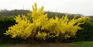 Beautiful yellow Forsythia flower  bush 2 per order