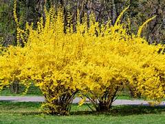 Beautiful yellow Forsythia flower  bush 2 per order