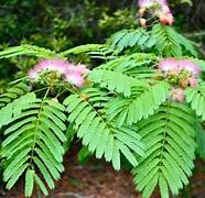 Georgius PINK  Mimosa tree Saplings 1Ft tall