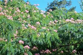 2 Georgius PINK  Mimosa tree Saplings 1Ft tall