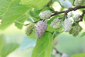 2 White Mulberry Tree 18 to 24 inches tall .