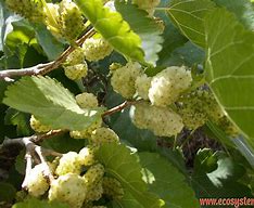 2 White Mulberry Tree 18 to 24 inches tall .