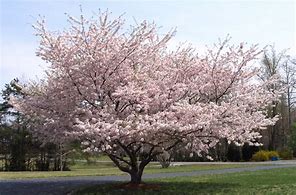 Yoshino Cherry Tree beautiful flowering ornamental tree